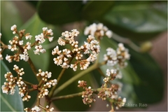 Viburnum punctatum